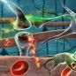 Transplantation of stem cells relieves symptoms of Huntington’s disease