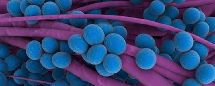 Stem cells protect lungs from Staphylococcus