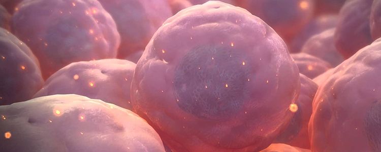 Антибіотики можуть заважати трансплантації донорських стовбурових клітин