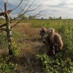 Як працюють українські розвідники - вітальне відео