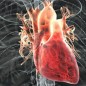The researchers grown the outer layer of the heart